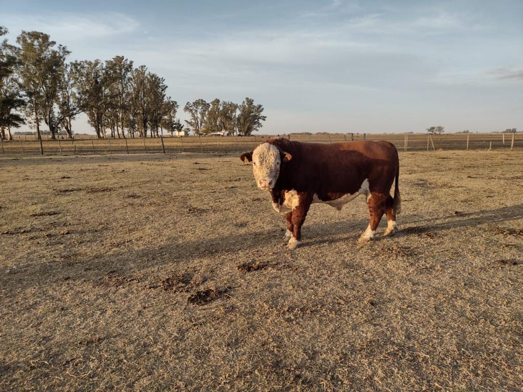 Criadores de Hereford