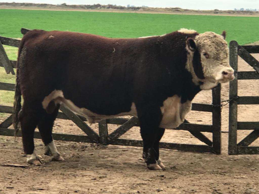 Ganaderia todo Hereford