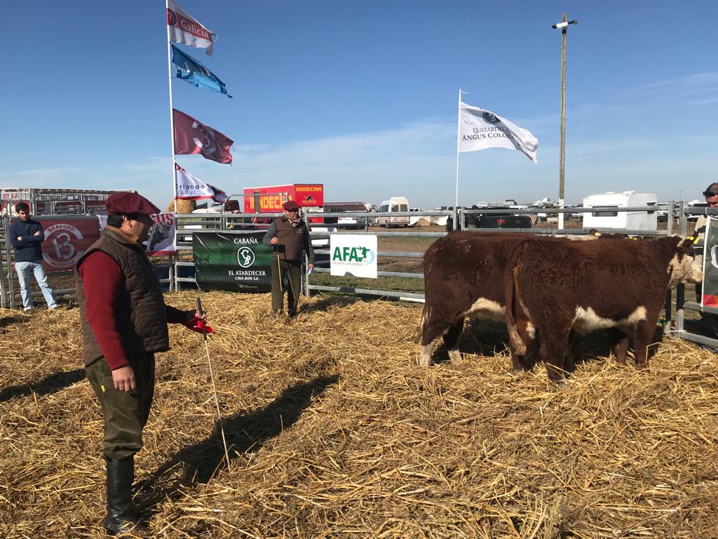 competencia vaquillonas toros Hereford